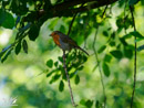 Robin - Rudzik